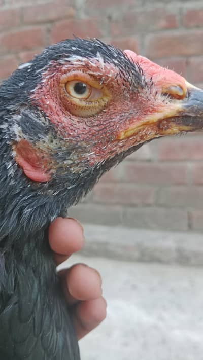 High quality female for sale.