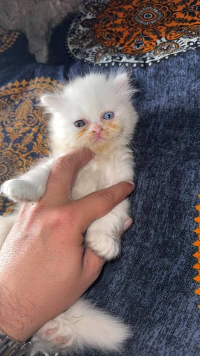 punch face Home Bread  3riple coat double eyes