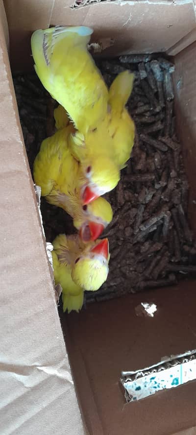 Yellow Ringneck/ Green Ringneck