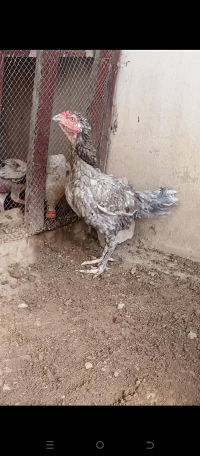 kurak murgi selati or burmi murgi