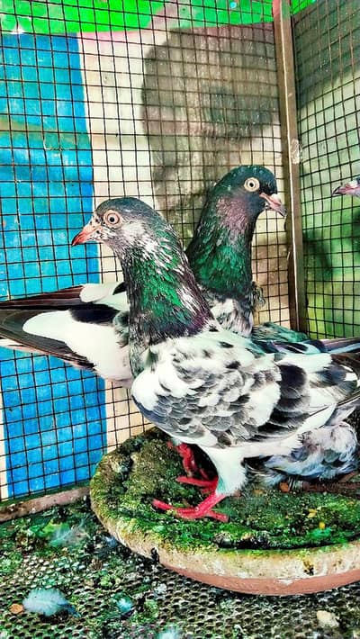 میاں نظیر بلڈ لا