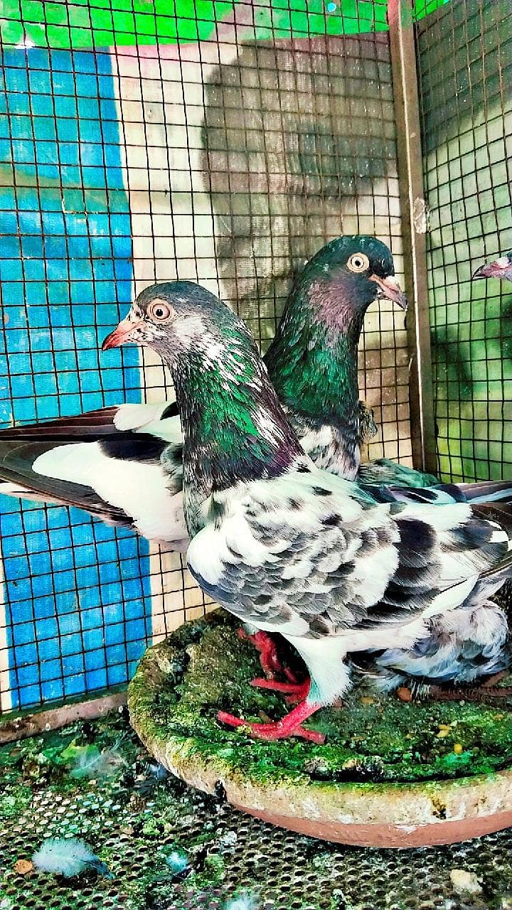 میاں نظیر بلڈ لا 0