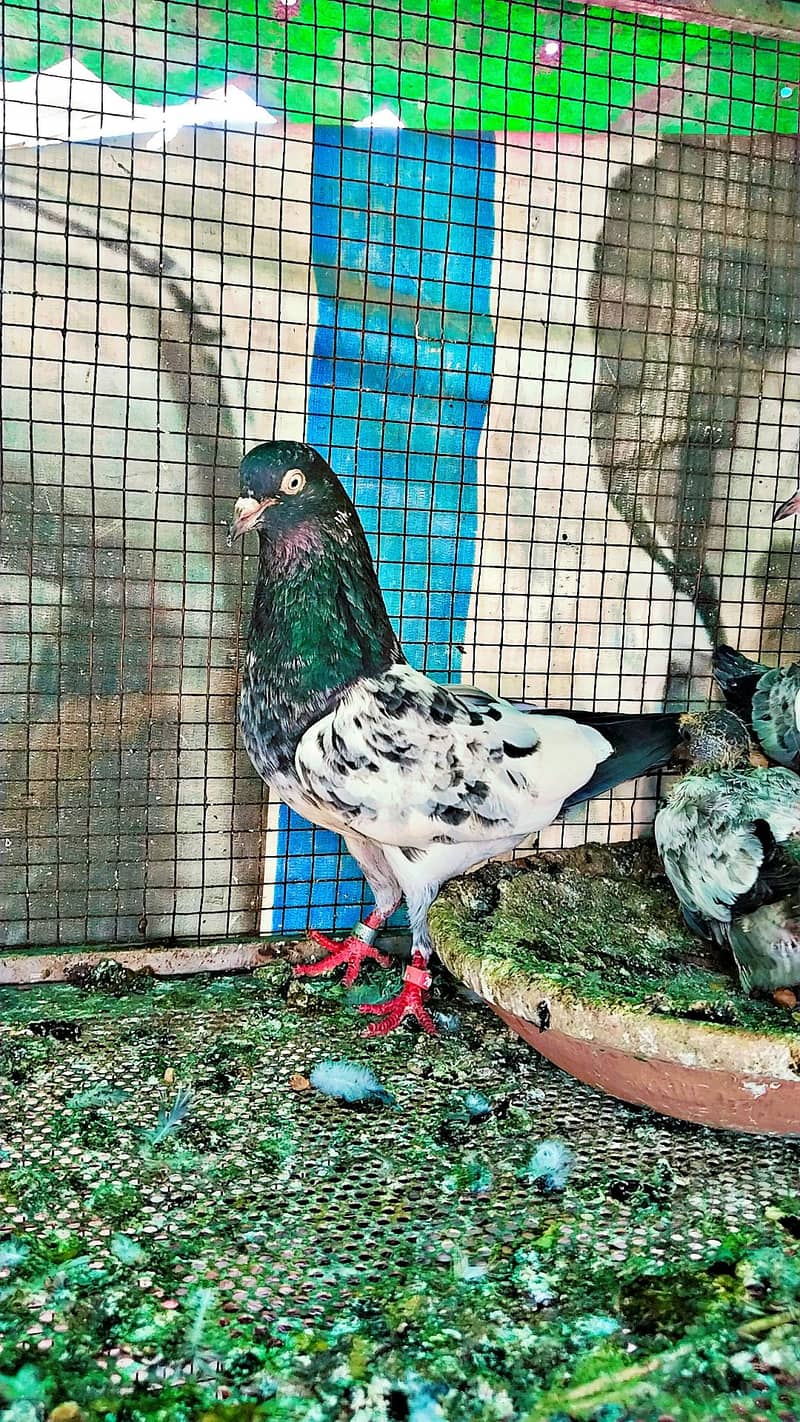 میاں نظیر بلڈ لا 1