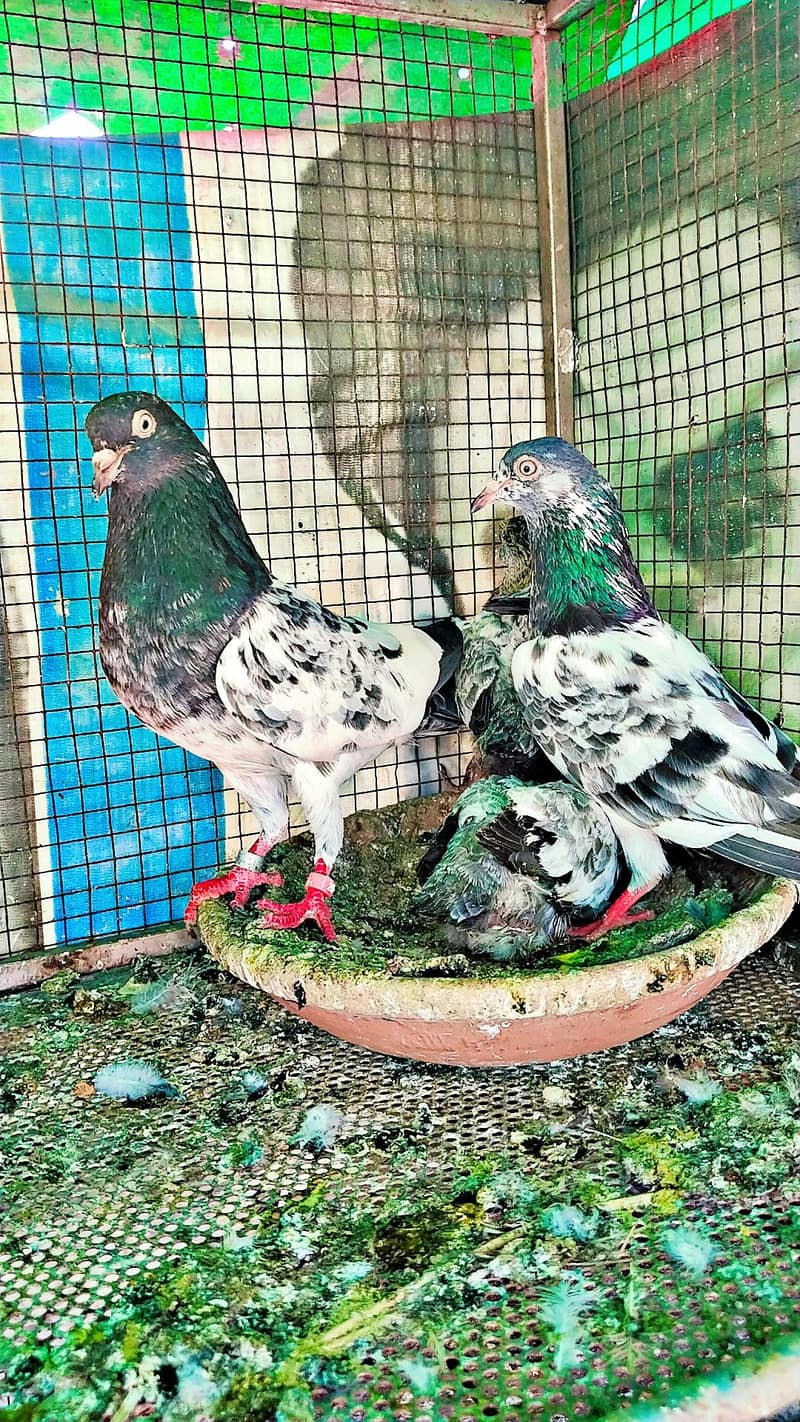 میاں نظیر بلڈ لا 2