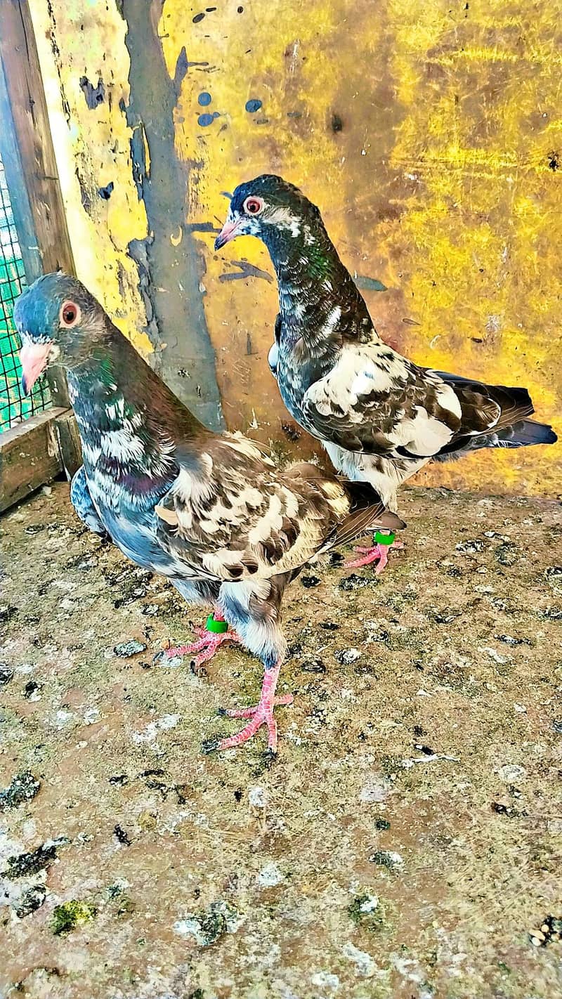 میاں نظیر بلڈ لا 3