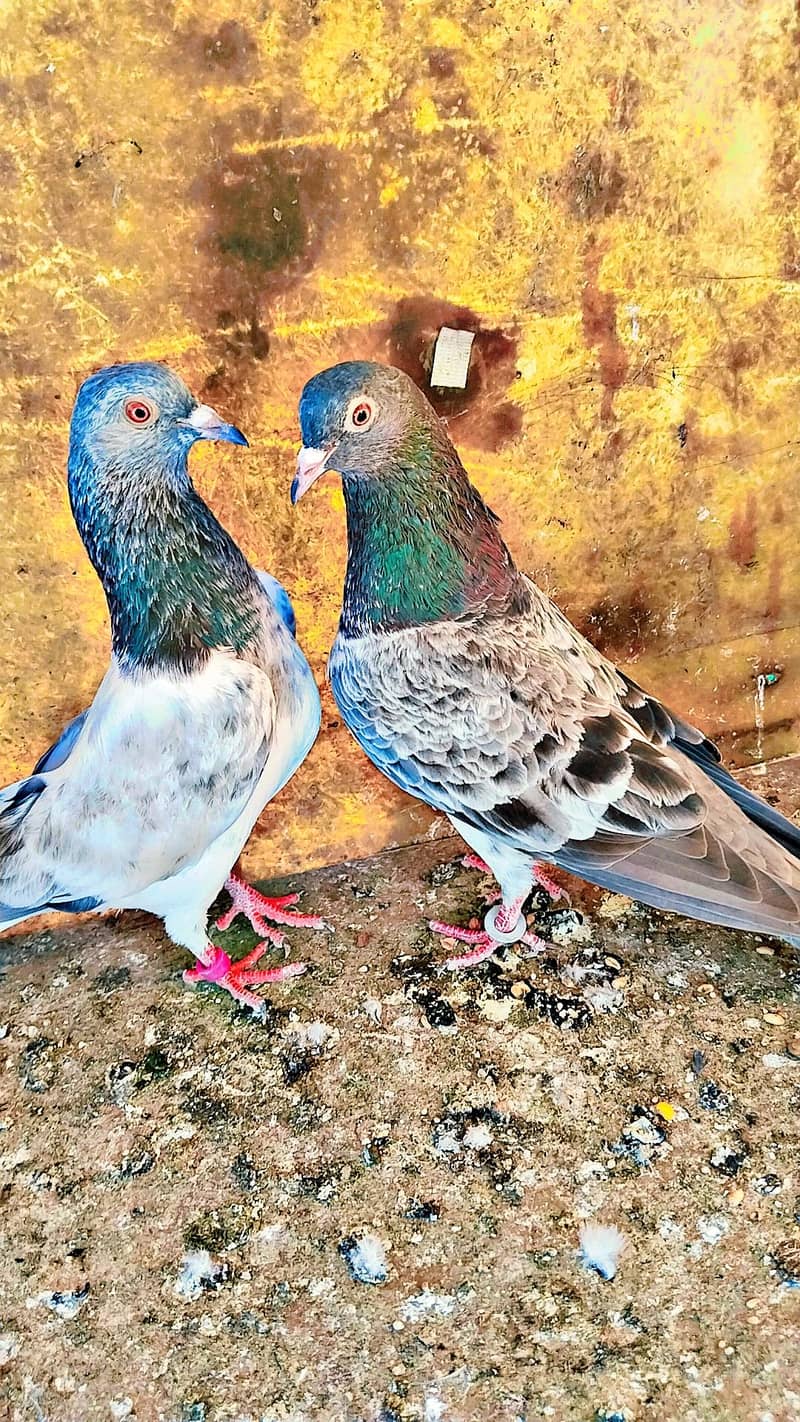 میاں نظیر بلڈ لا 4