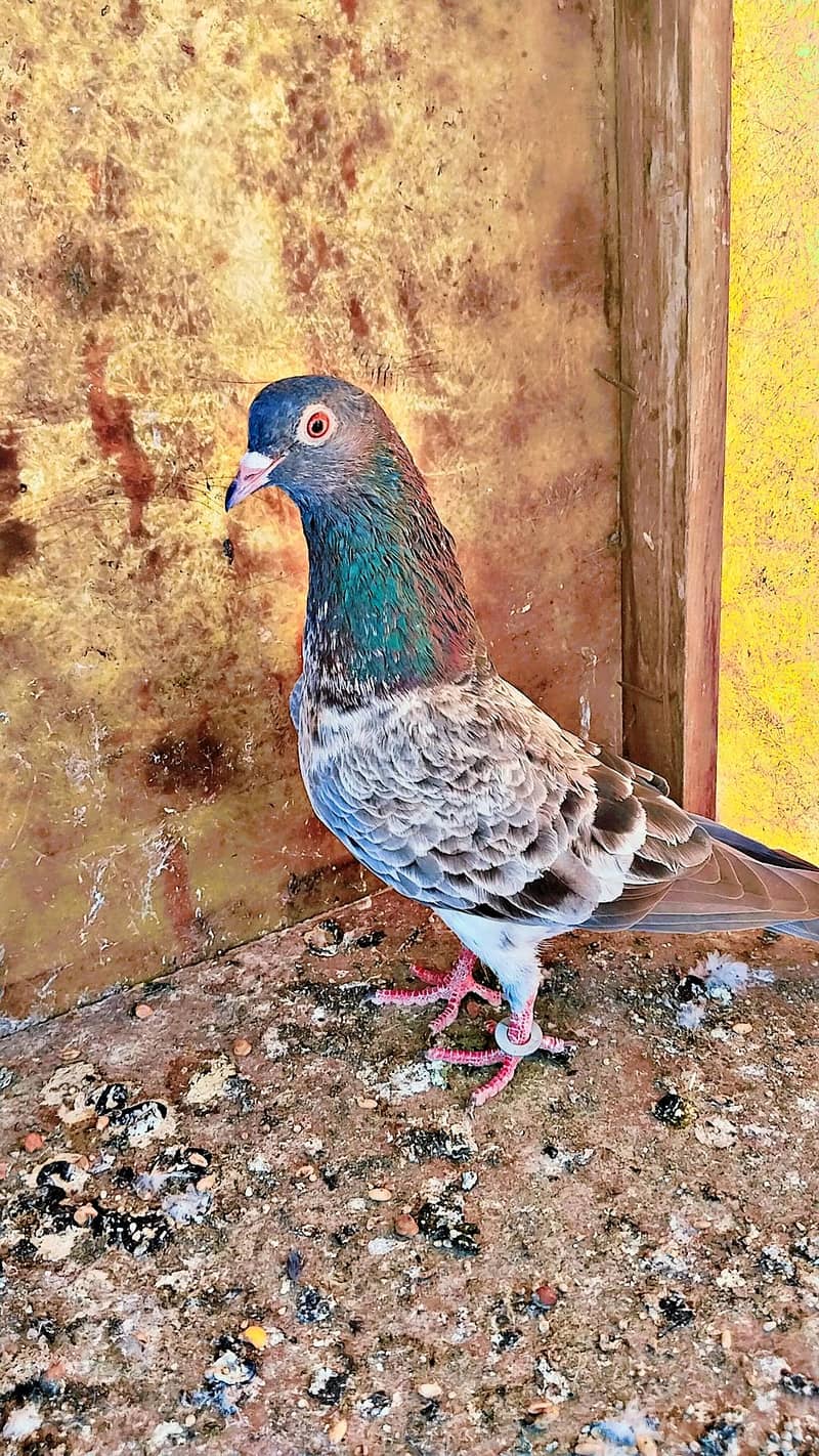 میاں نظیر بلڈ لا 5