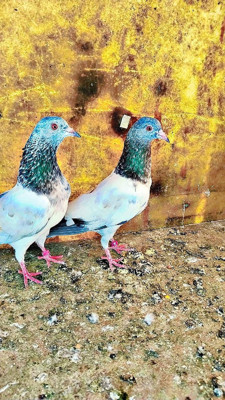 میاں نظیر بلڈ لا 6