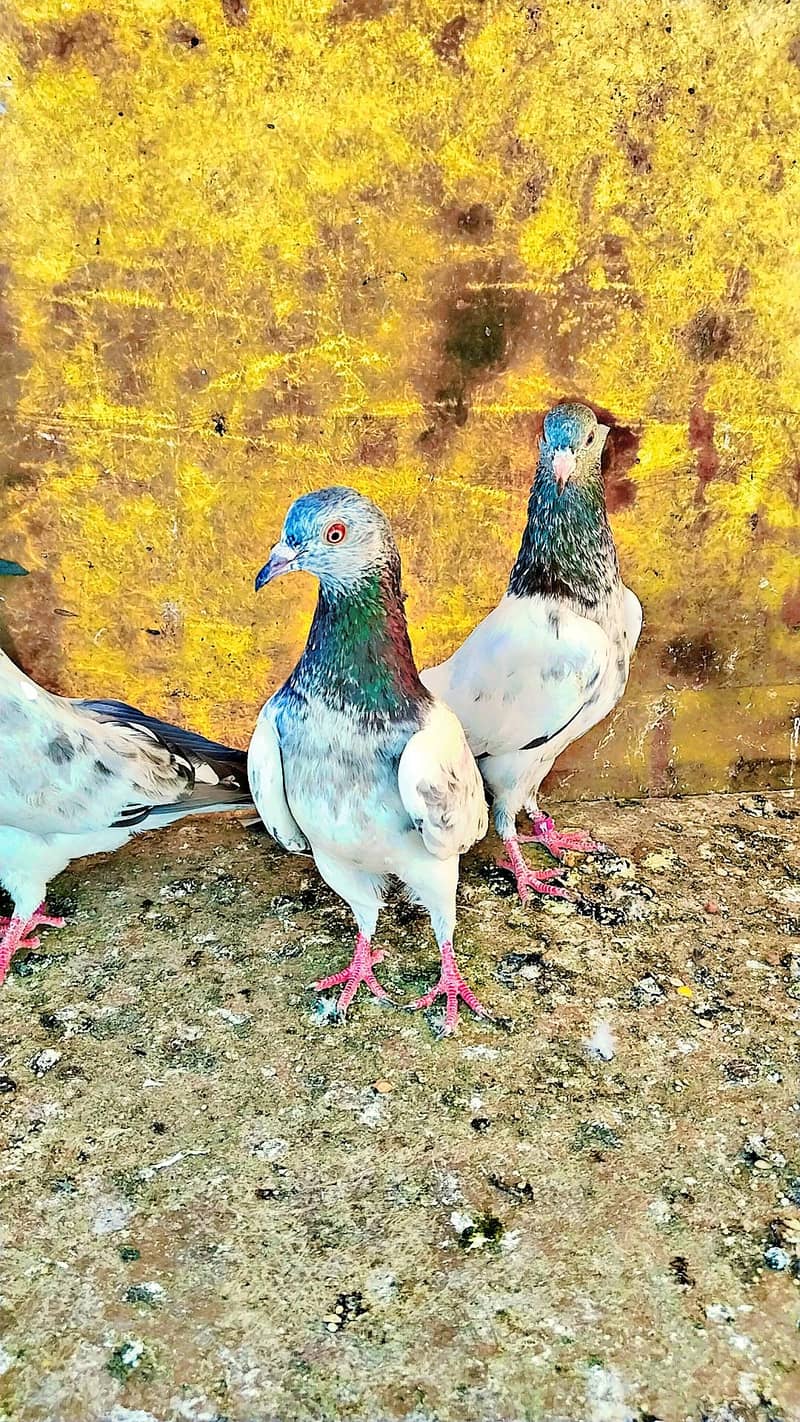 میاں نظیر بلڈ لا 7