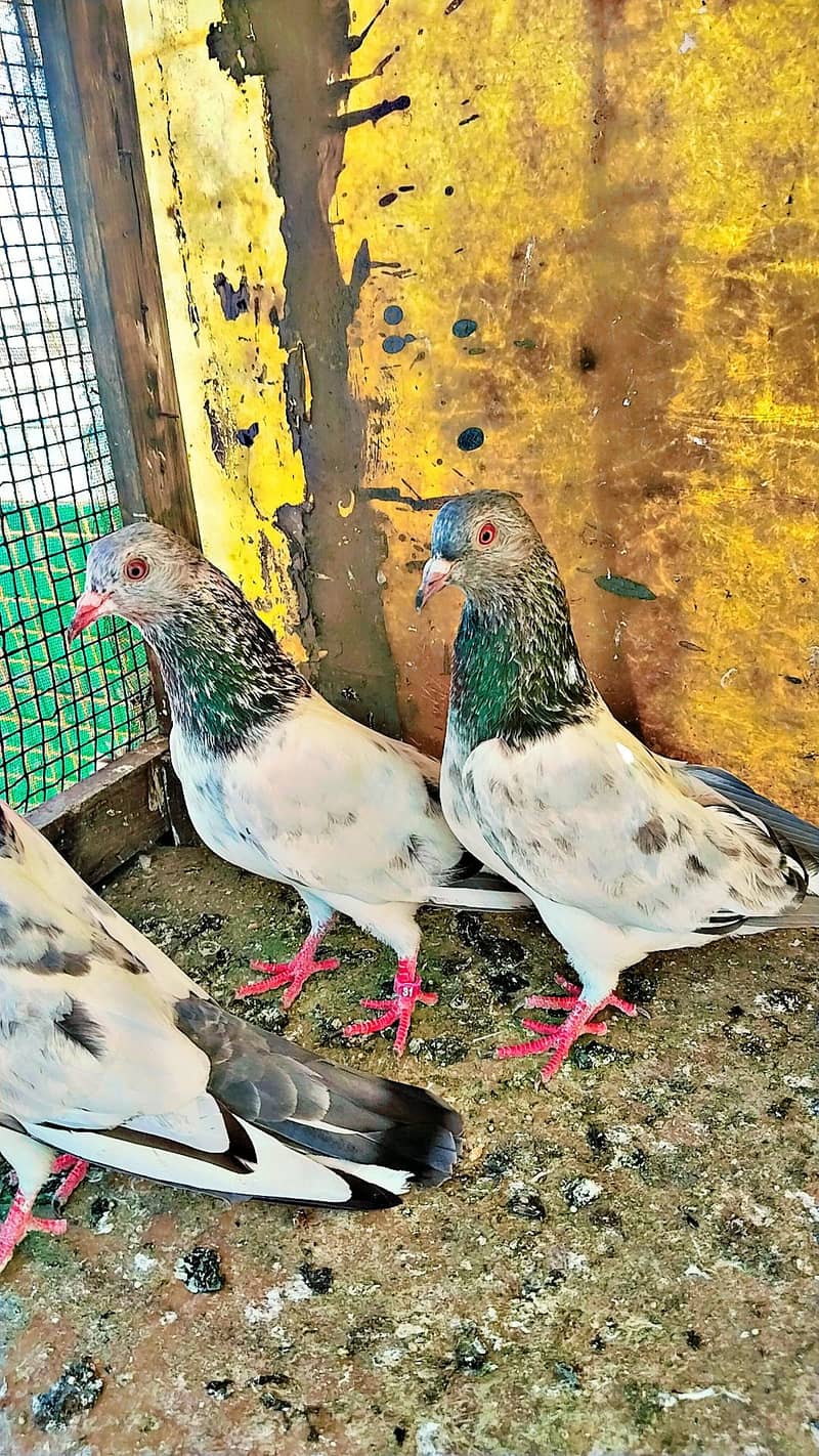 میاں نظیر بلڈ لا 8