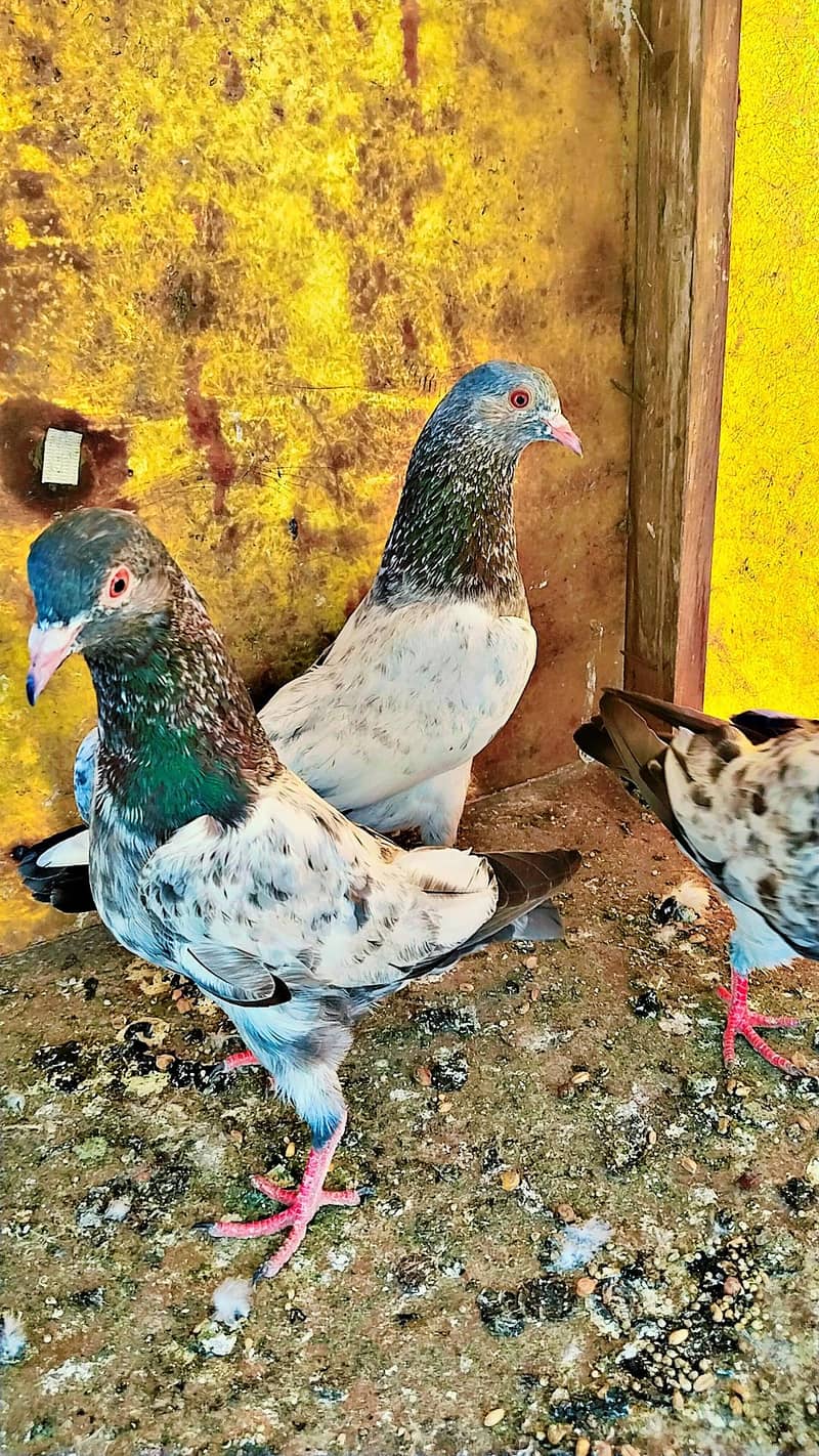 میاں نظیر بلڈ لا 9