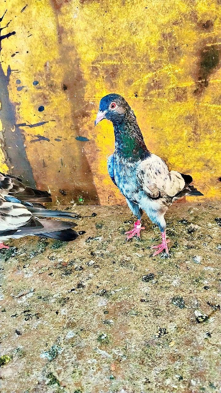 میاں نظیر بلڈ لا 10