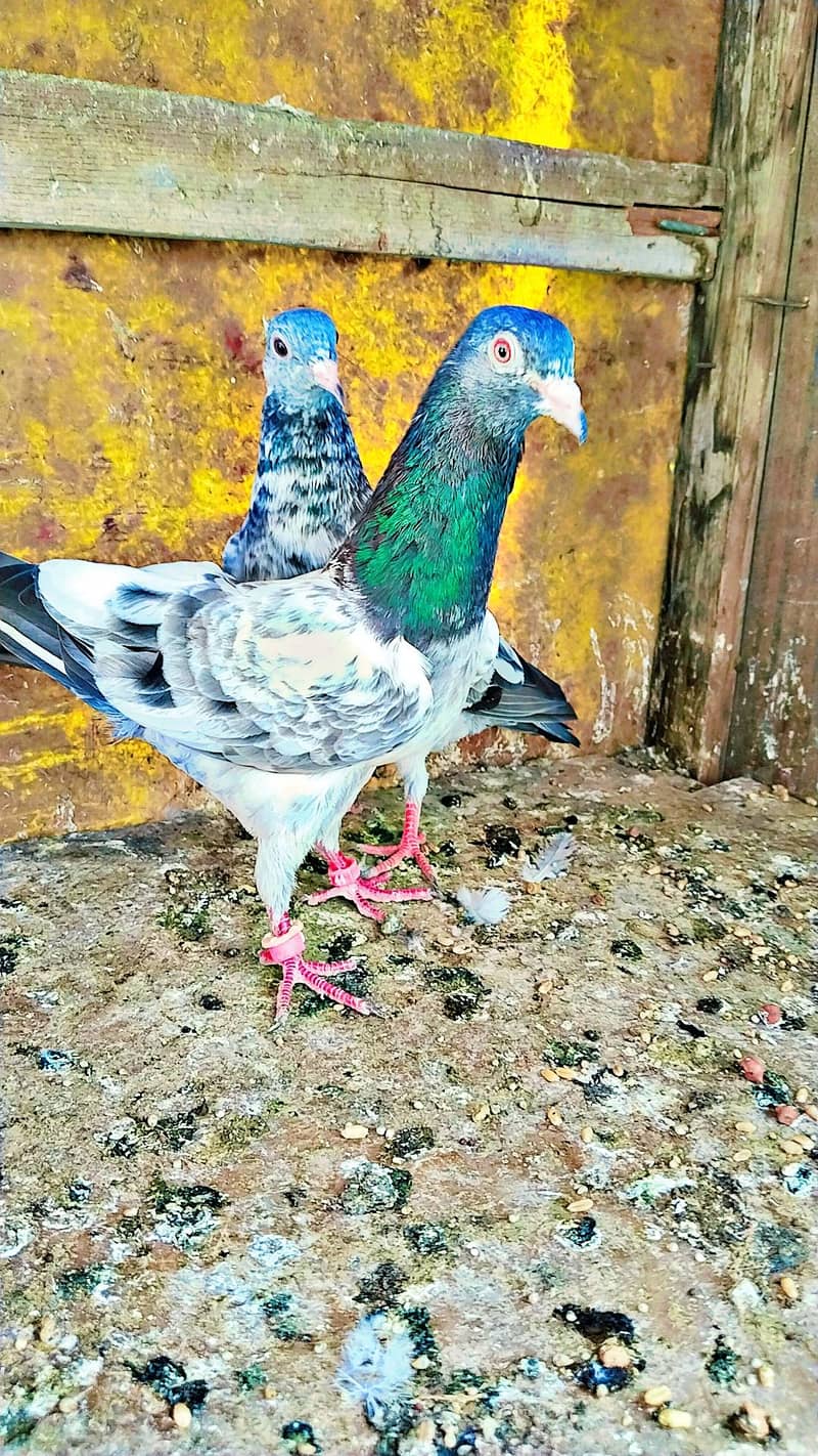 میاں نظیر بلڈ لا 11