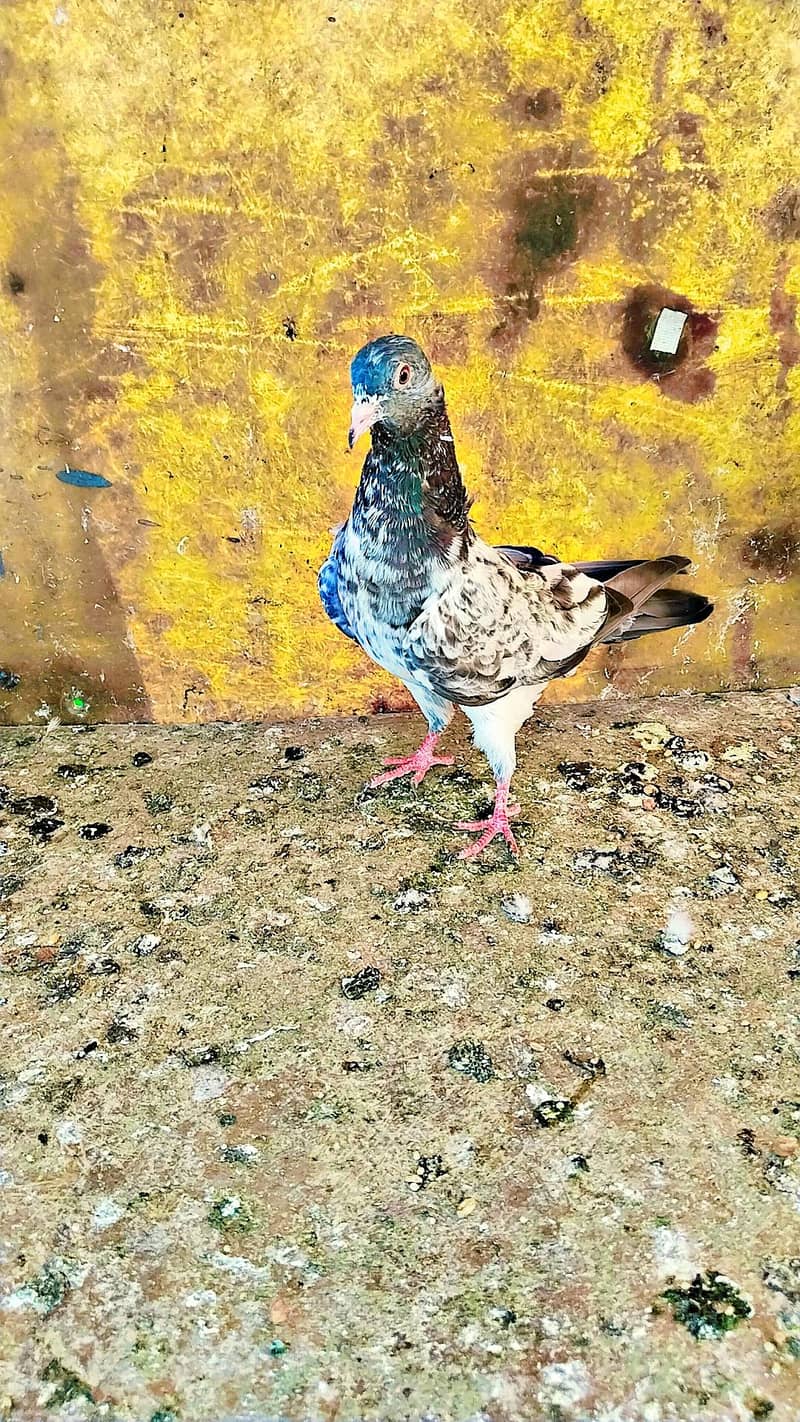 میاں نظیر بلڈ لا 12