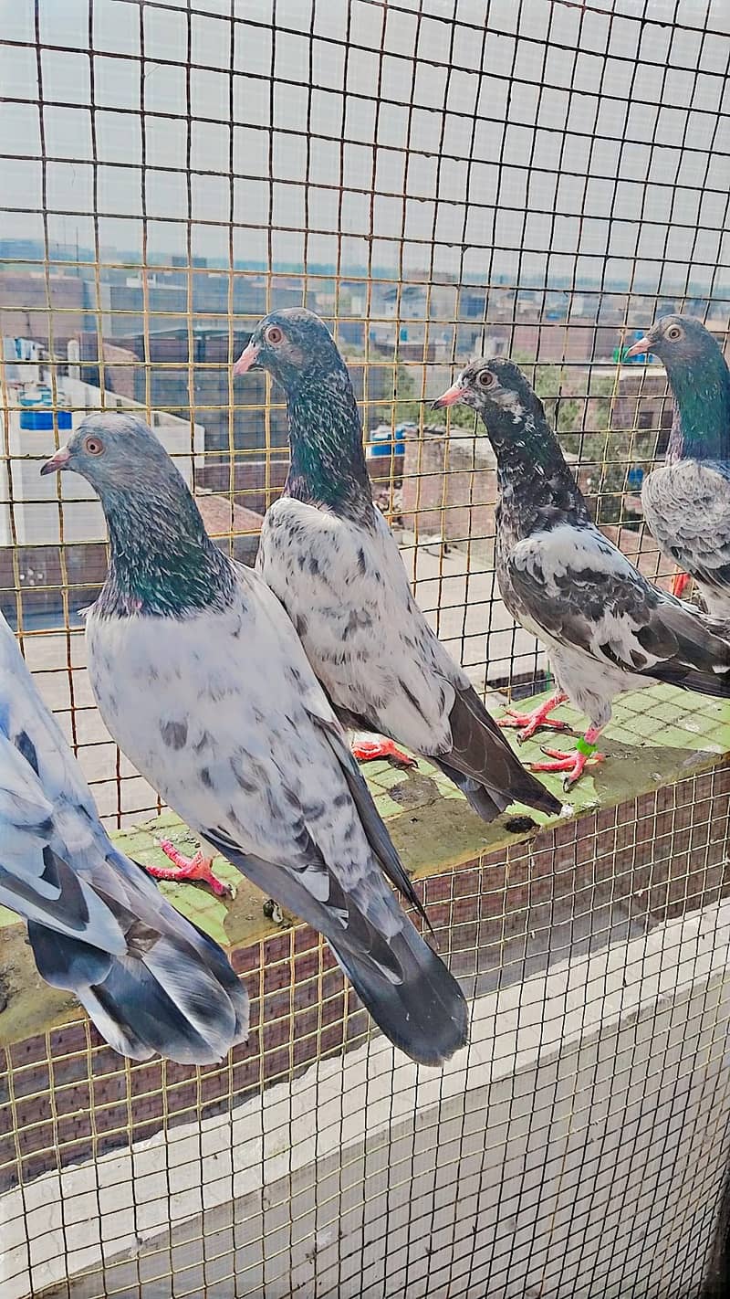 میاں نظیر بلڈ لا 15