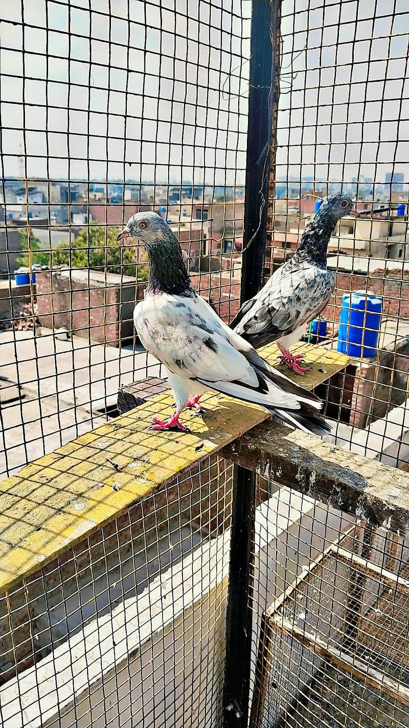 میاں نظیر بلڈ لا 16