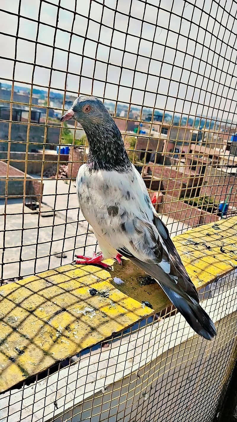 میاں نظیر بلڈ لا 18