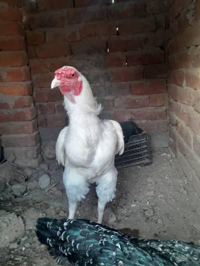 White and black shamo