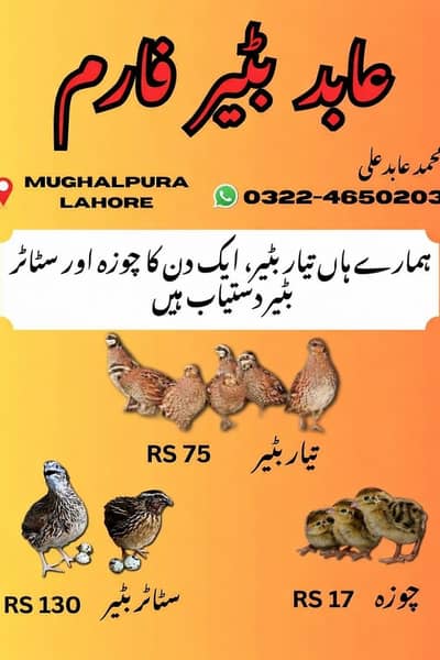 Batair / Quails / batair chicks / egg laying batair / quality bater