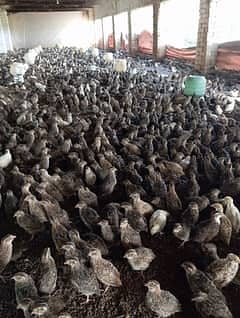 Batair / Quails / batair chicks / egg laying batair / quality bater