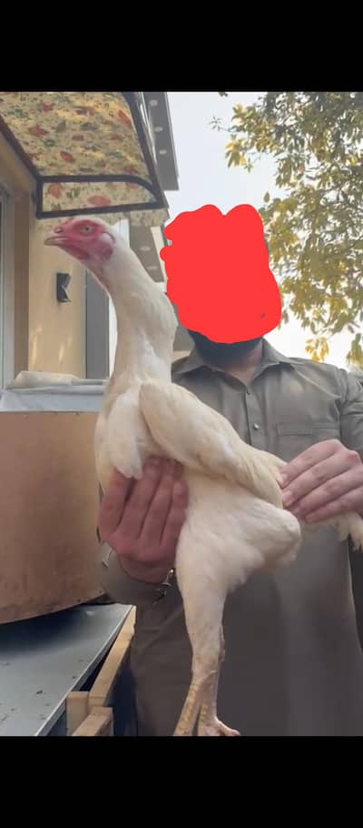 All setup For sale opportunity for everyone