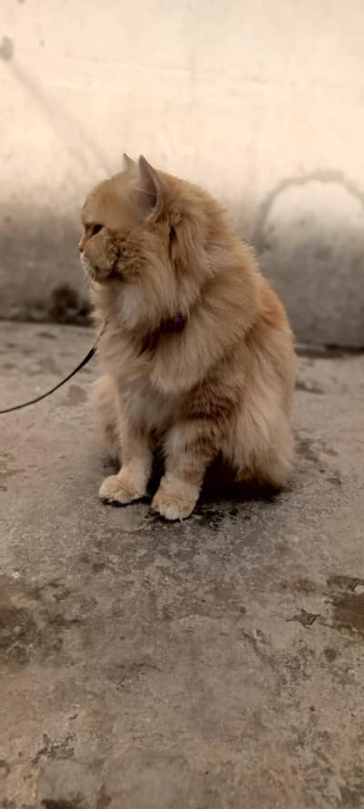 sath 1 kg ka iski feed b ha feeding bwl b ha