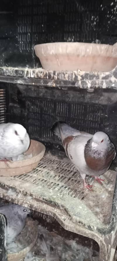 Chitte Lalband Pair Roshan Charagh