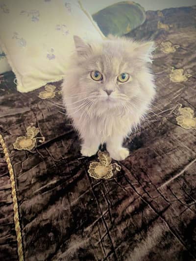 Russian cat female for sale