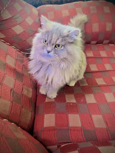 Persian cat female for sale
