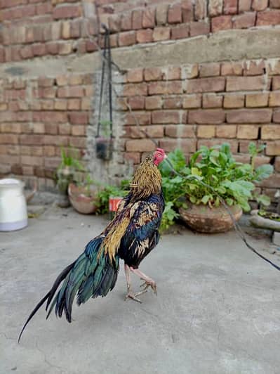 zero size aseel mianwali