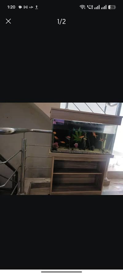 Fish Aquarium