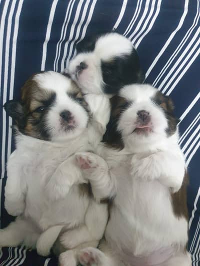 Shihtzu puppies 03075273683