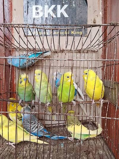 Australian and Ringneck Pairs Available