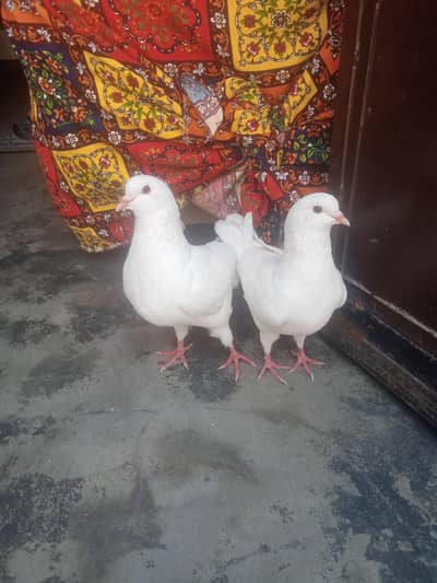 king breeder pair confirm breeder