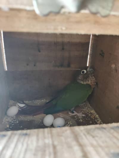 Greencheek High Red Factor Female  DNA