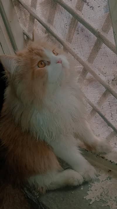 Persian cat for sale