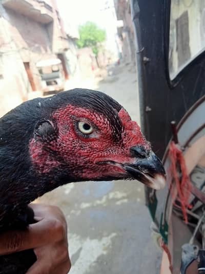 OLD BLOOD LINE KAMALIA X THAI ASEEL Madi from bashir purbana bloodline