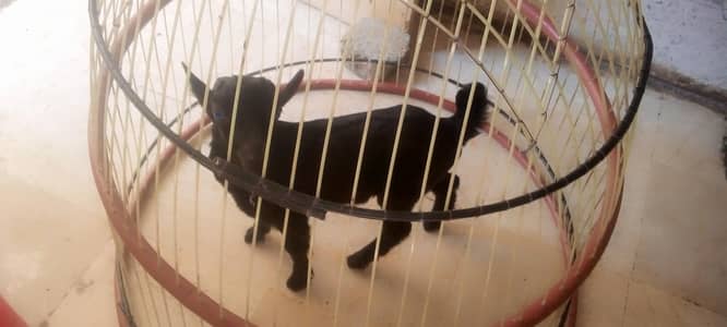 beautiful White & black Teeda