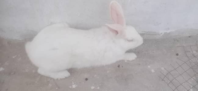 newzeland wite rabbit