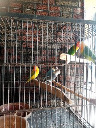 love birds sale with cage
