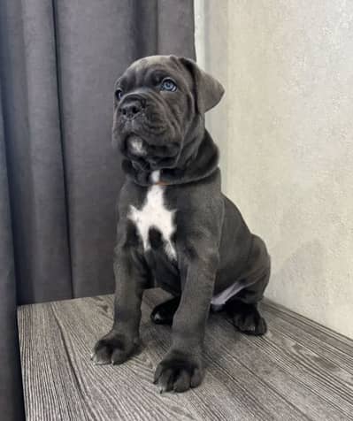 IMPORTED CANE CORSO PUPPY HIGH QUALITY  AVAILABLE