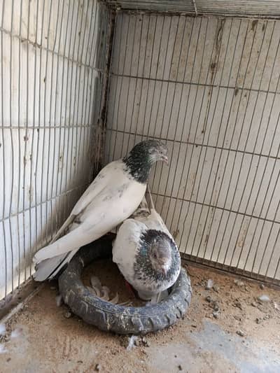 GOLDEN KABOOTAR  for sale .