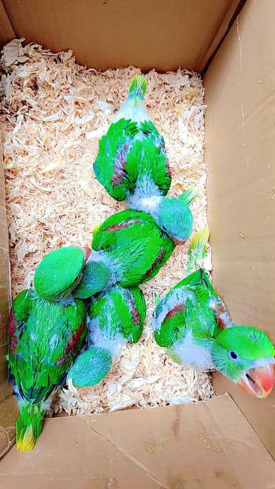 Kashmiri Raw Chicks 0310+77+99+888