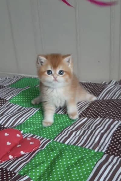 IMPORTED SCOTISH FOLD/ BRITISH SHORTHAIR KITTENS AVAILABLE FOR SALE