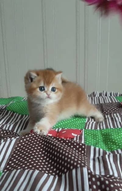 IMPORTED SCOTISH FOLD/ BRITISH SHORTHAIR KITTENS AVAILABLE FOR SALE