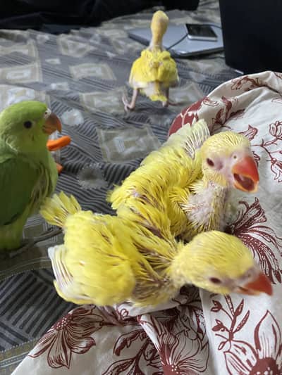 Yellow Ringneck | Raw Pahari