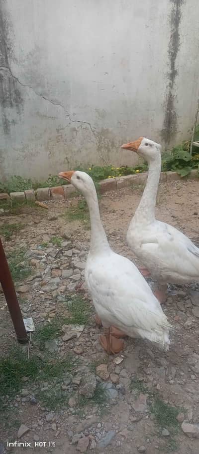 long neck ducks or geese breeder pair