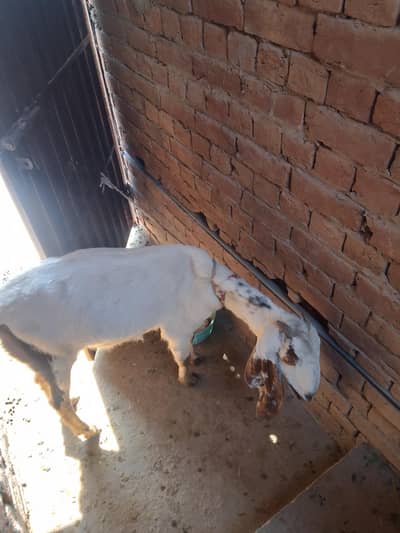 Goat 4months pregnant