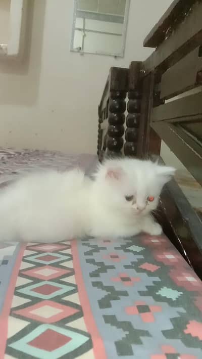 Semi Punch Pure White Female Kitten Available In Okara