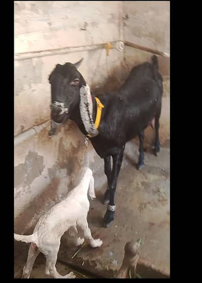 8 dant ha female bacha ha gulabi  din ka 1 kilo dodh ha